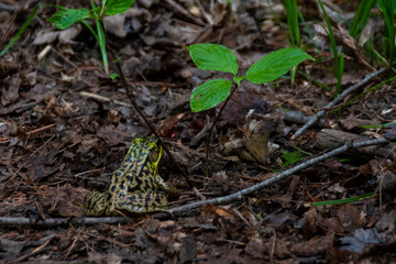 A tiny frog rests at the side of a hiking trail near the Greenock Swamp in Ontario, looking up at a three-leafed plant as it waits for the hikers to pass by.