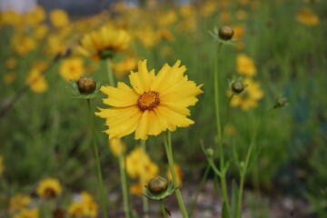 Red and yellow beautiful flowers in korea