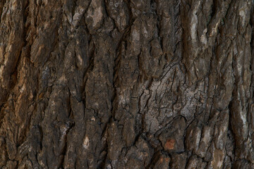 Fototapeta premium Texture of old tree trunk. Brown color. Background for design