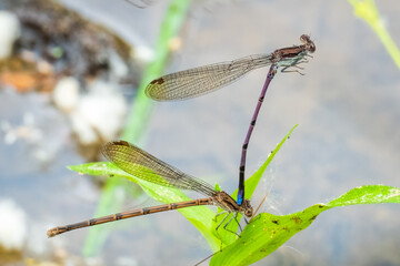 Violet Dancers (Argia fumipennis ssp. violacea), a subspecies of Variable Dancer, in tandem in the oviposition. Raleigh, North Carolina.