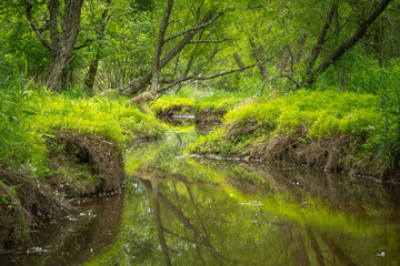 A tranquil landscape of a creek lazily meandering throuh the lush spring greenery in the forest.