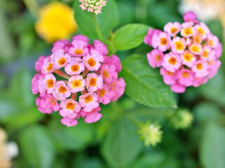 Gently pink flower lantana camara blooming in spring or summer in garden with pretty blurred background ,lovely card ,sweet color ,soft selective focus ,copy space ,delicate dreamy of beauty of nature
