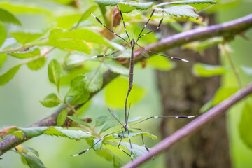 A pair of Eastern Phantom Crane Flies (Bittacomorpha clavipes) mating. Raleigh, North Carolina.