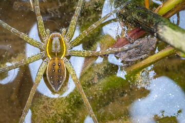 A Six-spotted Fishing Spider on the water's surface, reaching a leg out to rest on a small...