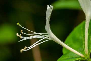 A single bloom of a Japanese Honeysuckle (Lonicera japonica). Raleigh, North Carolina.