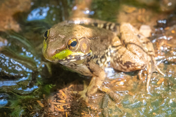 A Green Frog (Rana clamitans) sits in the water in a bog. Raleigh, North Carolina.