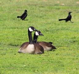 male and female geese