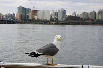seagull on the bridge