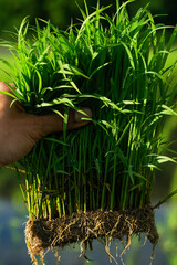 hands holding a plant