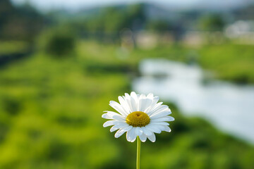 daisies in the meadow