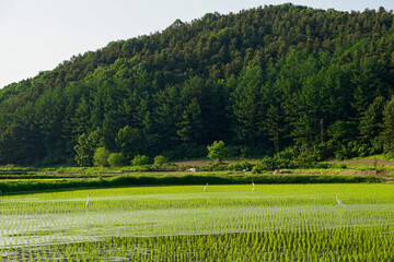 landscape with green grass and mountains