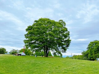 tree in the field