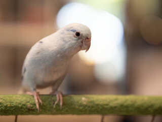 Selective of bird parrot parakeet forpus american white color stand on toy branch. Close Up Puppy Parrot.