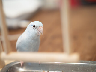 Selective of bird parrot parakeet forpus american white color stand on toy branch. Close Up Puppy Parrot.