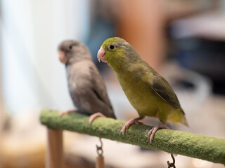 Selective of bird parrot parakeet forpus olive color stand on toy branch. Pattotlets