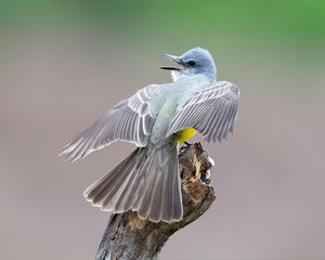Couch's Kingbird (Tyrannus couchii), Rio Grande Valley, Texas, USA