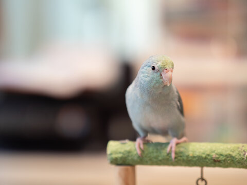Selective of bird parrot parakeet forpus parrotlet blue turquoise color stand on toy branch