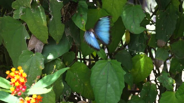 This serene slow motion video shows a beautiful blue morpho butterfly (Morpho peleides) flying around.