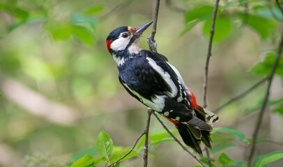 bird, natur, wild lebende tiere, tier, ast, specht, wild, bird, baum, black, schnabel, 