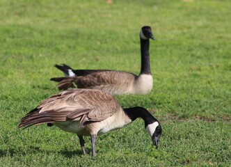 pair of canadian geese