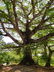 Fototapeta na wymiar Ceiba frondoso antiguo