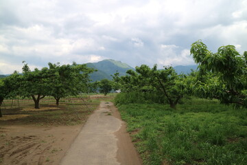 Fototapeta na wymiar 桃畑の風景