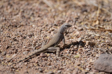 A desert lizard in the sun