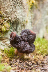 Brain Mushroom - Gyromitra esculenta