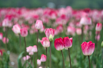 鮮やかなチューリップ