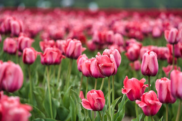 鮮やかなチューリップ