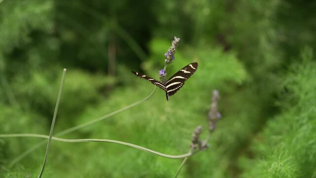 This slow motion video features a lone Zebra Longwing butterfly (Heliconius charithonia) hovering in flight over greenery.