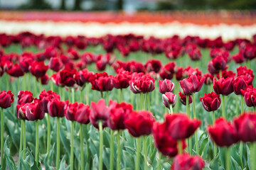 鮮やかなチューリップ