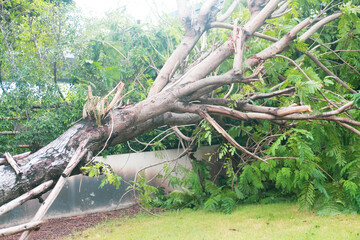 Fallen tree damage by natural windstorm