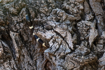 A king snake slithering up a tree
