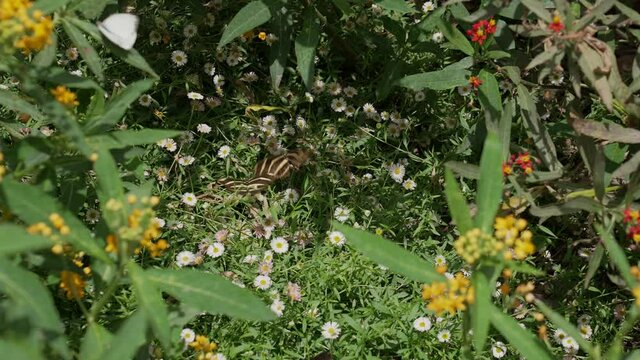 This video captures a pair of beautiful Zebra Longwing butterflies (Heliconius charithonia) frolicking in a garden as they fly together in slow motion.