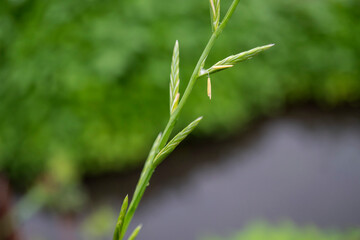 葯（雄しべ）が下がるホソムギ（Lolium perenne）／イネ科・花粉症の原因