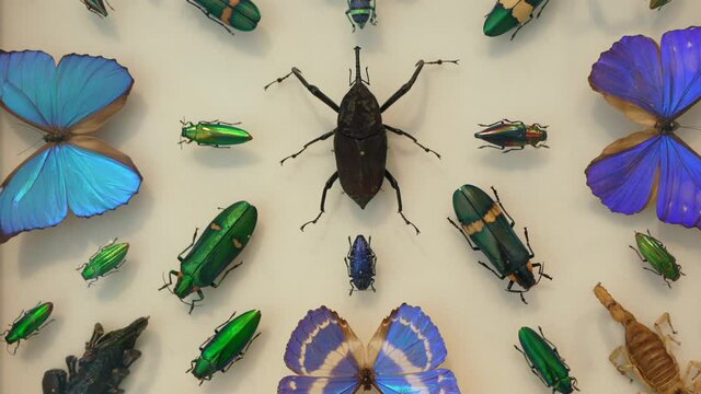 This zooming video shows a shadow box filled with a colorful and exotic display of beetle, insect, and butterfly specimens.