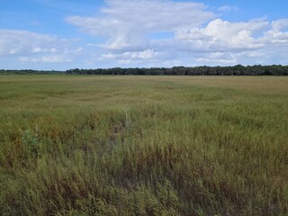 Fototapeta premium Tall grass in a field