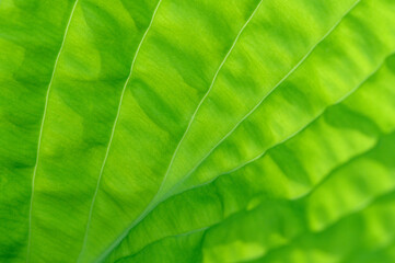 Closeup of lime green hosta leaf back lit by the sun, pattern and texture in a nature background
