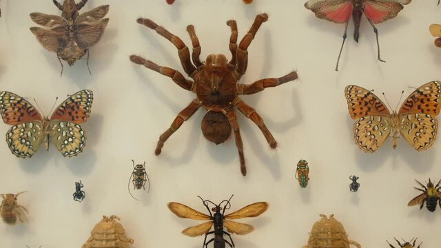 This zoom video shows a collector's shadow box filled with pinned tarantulas, spiders, beetles, butterflies, moths, and other beautiful insect specimens.