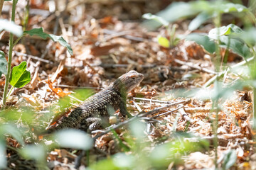 beautiful lizard hiding in the foliage. 