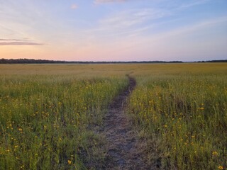 Fototapeta premium Pink sunset sky over a path in a field of flowers