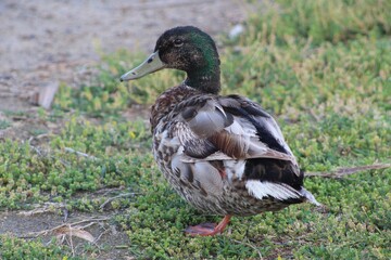 duck with multi-colors