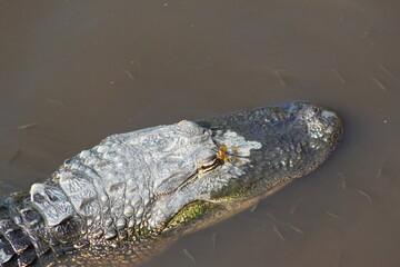Alligator head with a bee on his eye and small minnows in the water