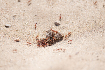Ant hill in the Arizona desert