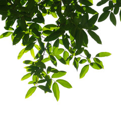 Fresh green tree branch isolated on white background