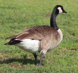 canadian goose