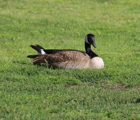 mama goose 2