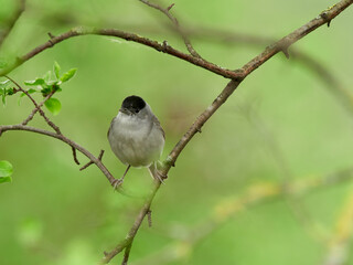 Male Blackcap (Sylvia atricapilla) perched on branches, Germany