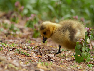 Gosling of a Canada Goose (Branta canadensis) searching for food, Germany
